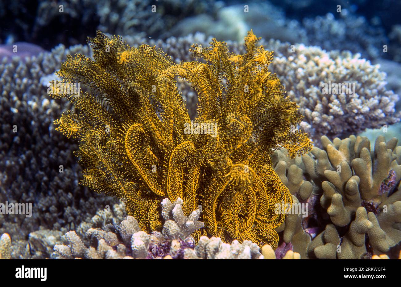 Noble feather star (Comaster nobilis) from Bunaken NP, North Sulawesi, Indonesia. Stock Photo