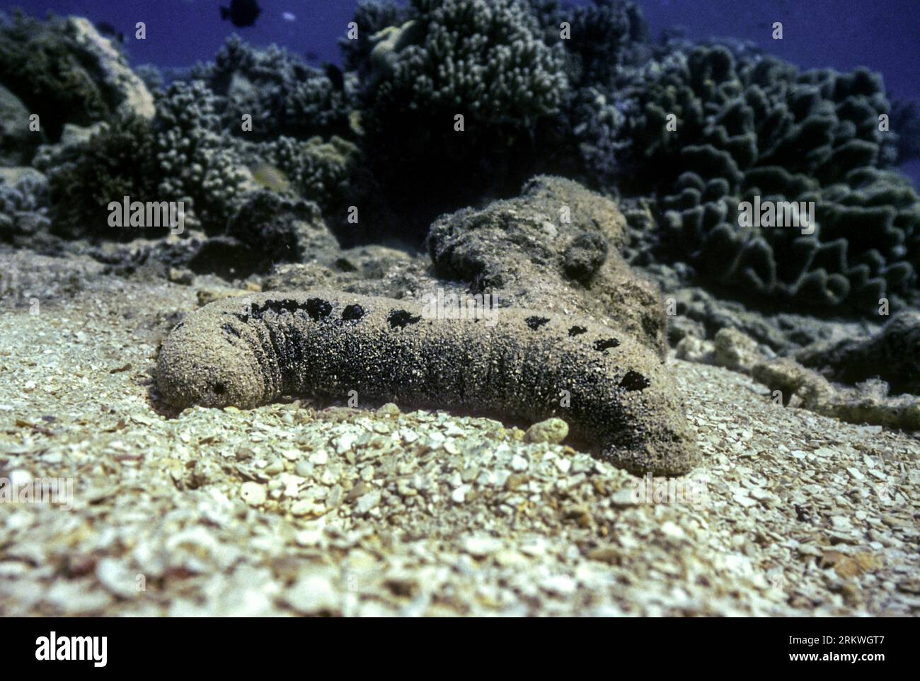 Black sea cucumber (Holothuria atra) from Green Island, Great Barrier Reef, Australia. Stock Photo