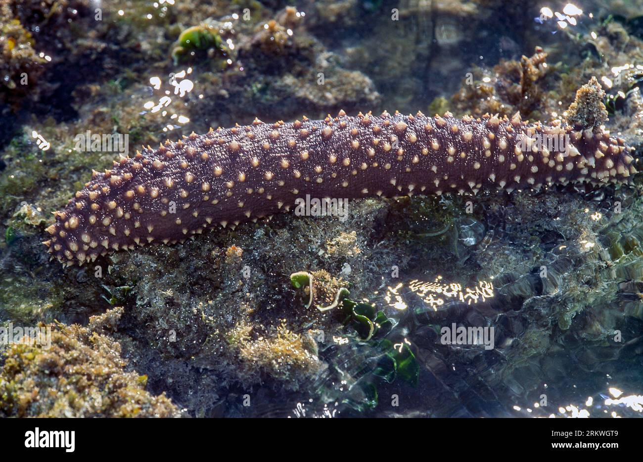 Stubborn sea cumber (Holothuria pervicax)?. Photo from South Beach, Rarotonga, Cook Islands, south Pacific. Stock Photo