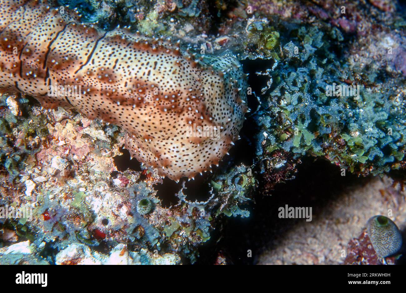 Graeffe's sea cucumber (Pearsonothuria graeffei) from the Maldives