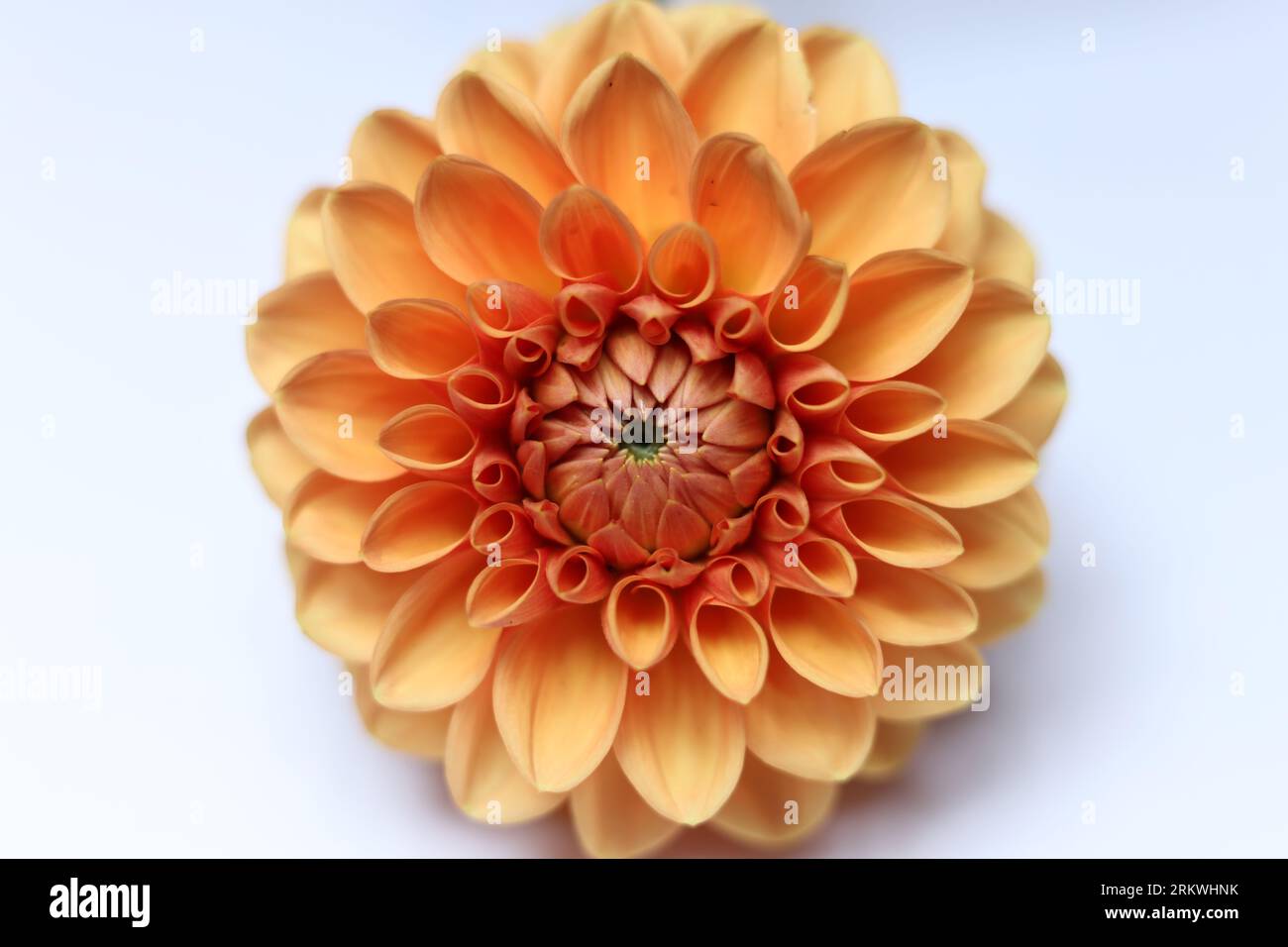 single bright orange dahlia flower on white background Stock Photo