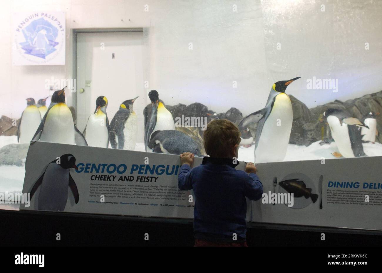 Meet Our King Gentoo Penguins - SEA LIFE Kelly Tarlton's Aquarium