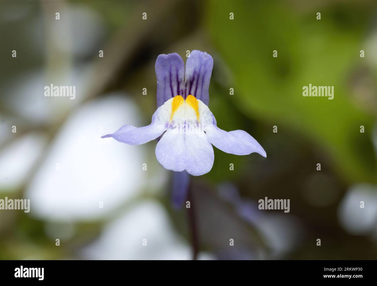 Macro photo of the flower Cymbalaria muralis, small purple wildflowers, Ivy-leaved toadflax or Kenilworth Ivy isolated on blurry background Stock Photo