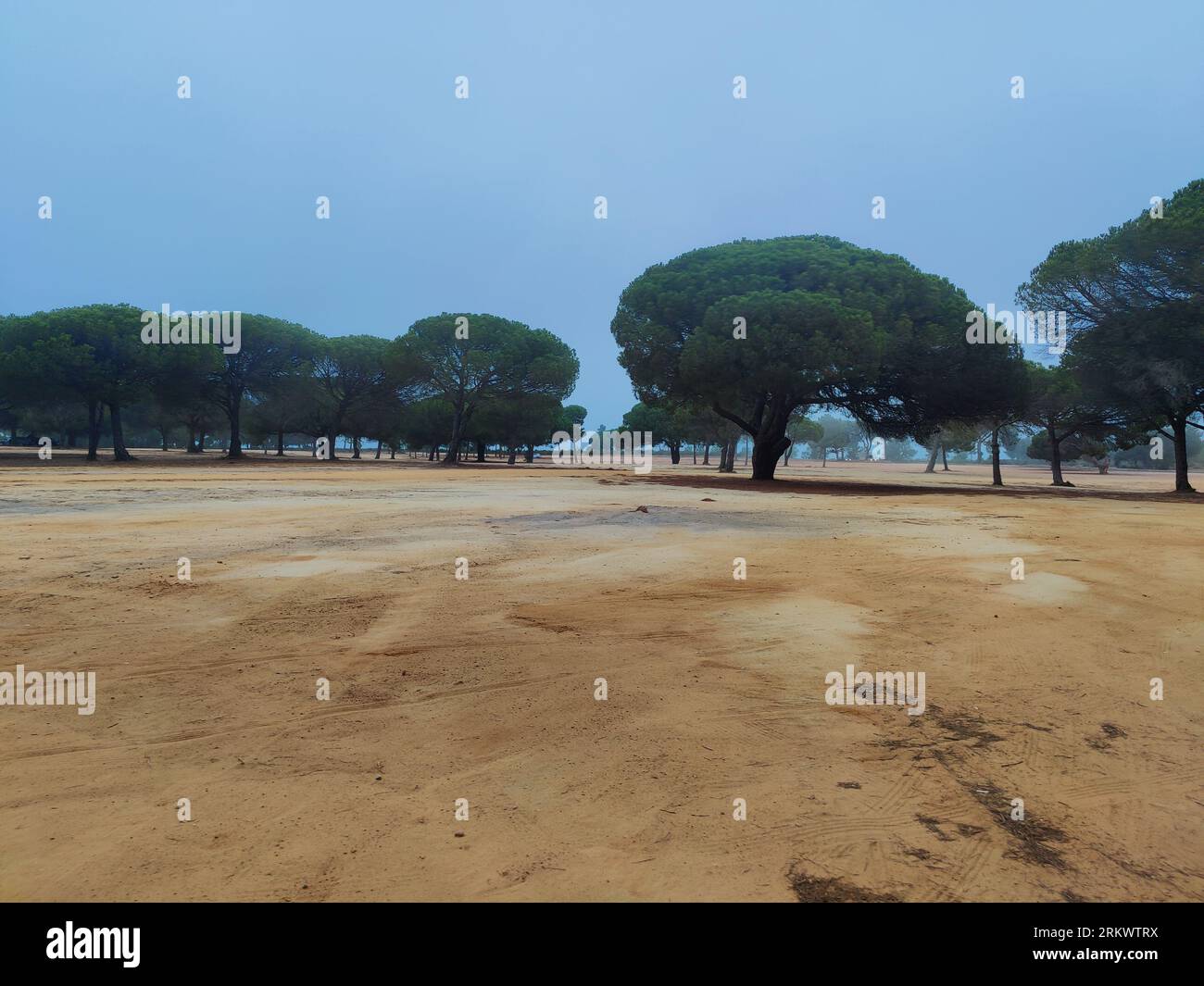 Eucalyptus trees shrouded in fog hi-res stock photography and images ...