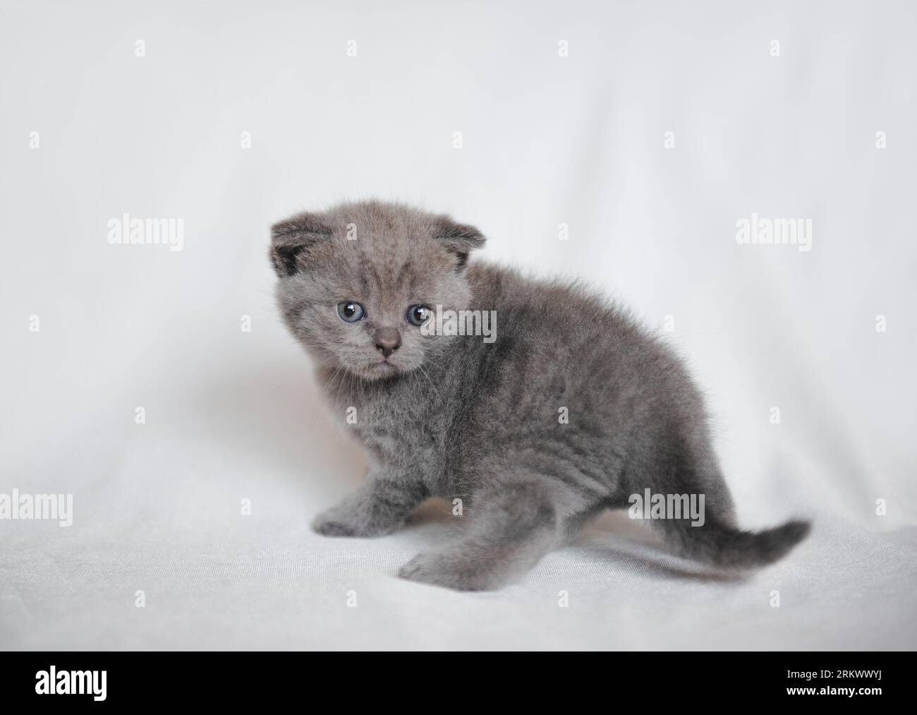 Small british shorthair cat in room. Cute kitten sitting on blanket. Stock Photo