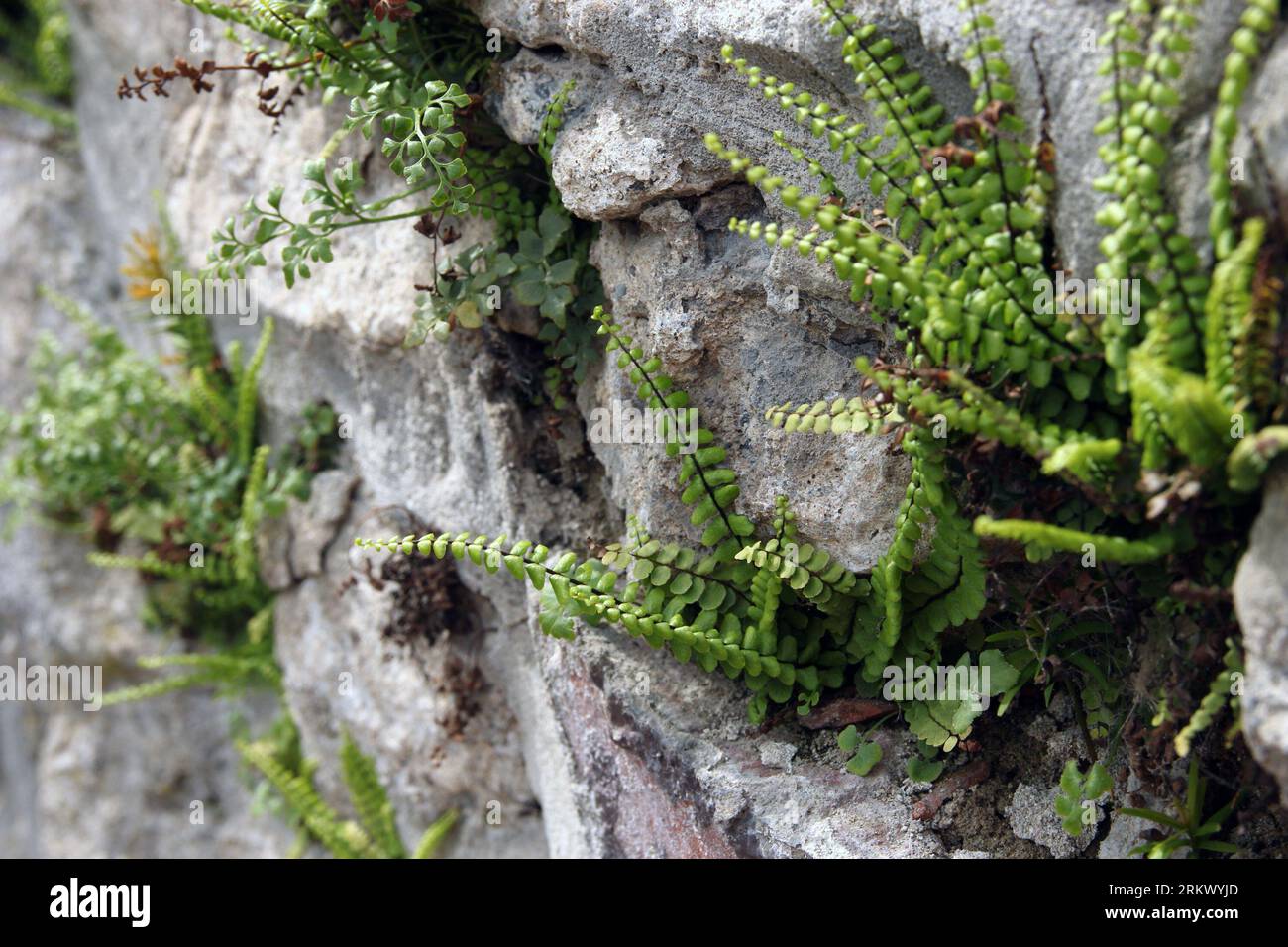 Green grass growing on the mountain hill. Natural background Stock Photo