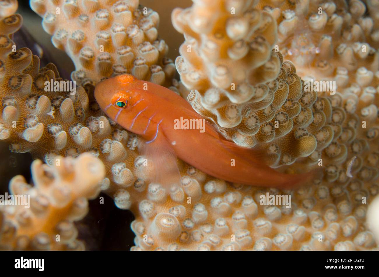 Elongate Coralgoby, Gobiodon prolixus, in Staghorn Coral, Acropora sp, night dive, TK1 dive site, Lembeh Straits, Sulawesi, Indonesia Stock Photo