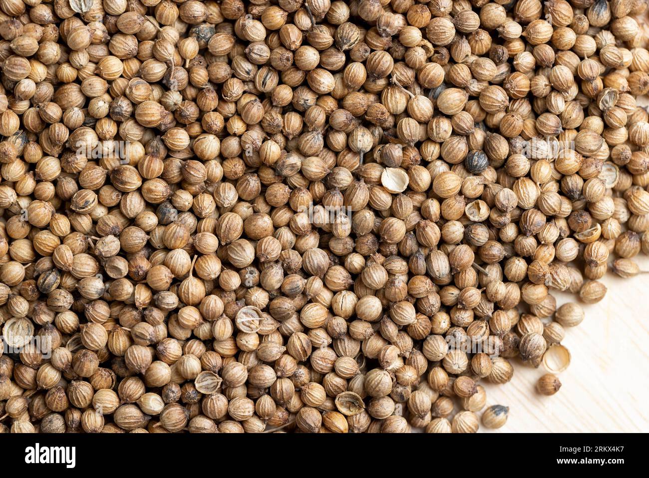 Dried coriander seeds with a strong pleasant aroma, coriander spices