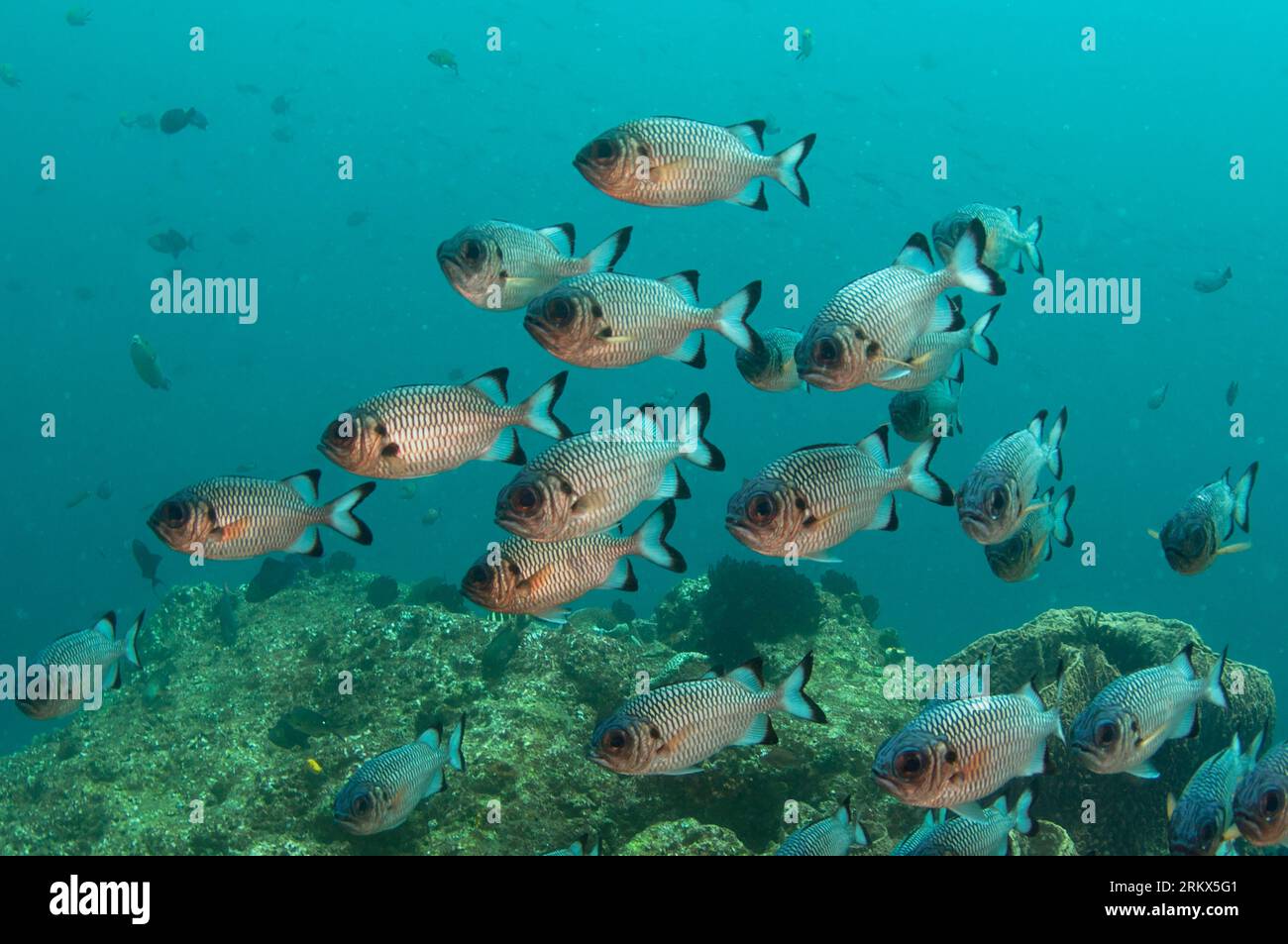 School of Shadowfin Soldierfish, Myripristis adusta, Blue Magic dive site, Dampier Straits, Raja Ampat, West Papua, Indonesia Stock Photo