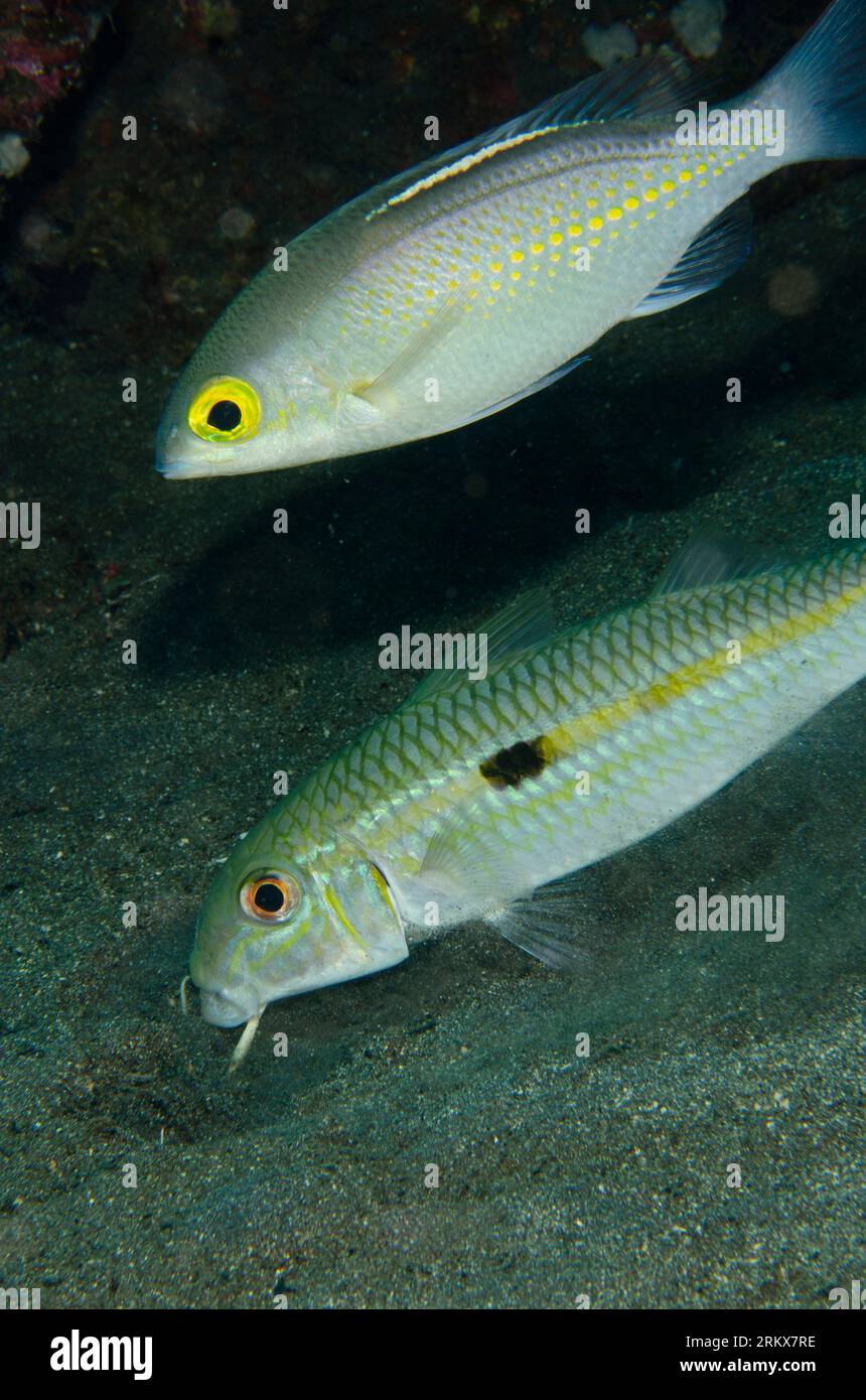 Pair of Yellowstripe Goatfish, Mulloidichthys flavolineatus, and Whitestreak Monocle Bream, Scolopsis ciliata, Jemeluk Bay Gallery dive site, Amed, Ka Stock Photo