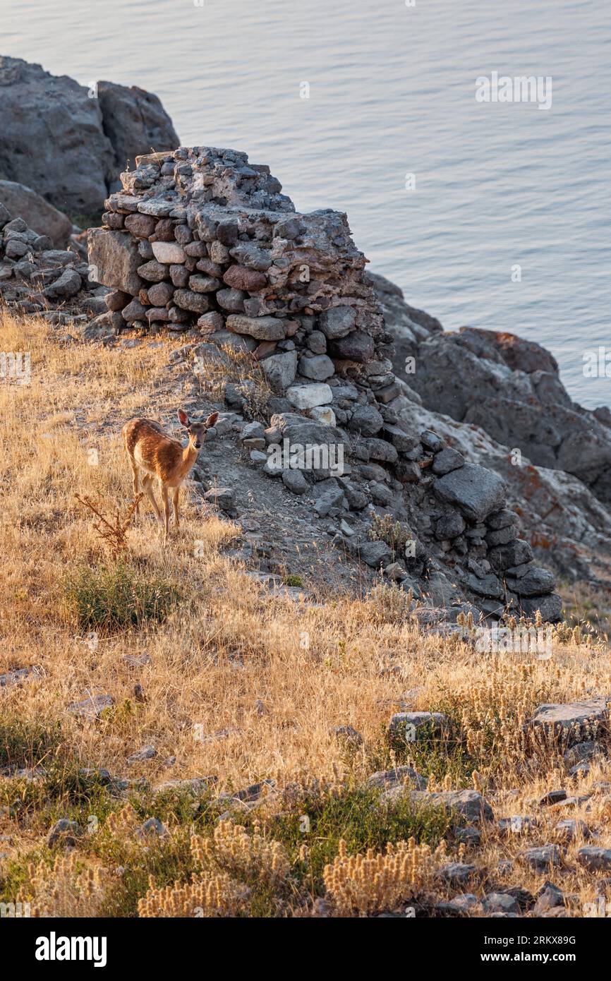 Deer on Byzantine Medieval Castle of Myrina in Lemnos or Limnos Greek island northern Aegean Sea. Stock Photo