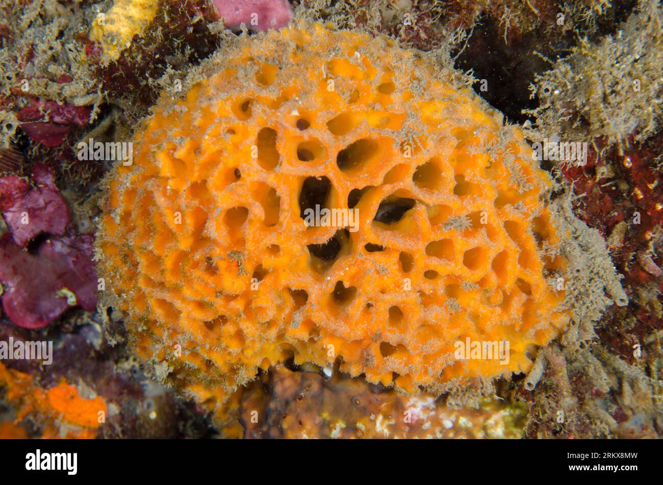 Brown Honeycomb Sponge, Holopsamma arborea, Jemeluk Bay Gallery dive site, Amed, Karangasem, Bali, Indonesia Stock Photo