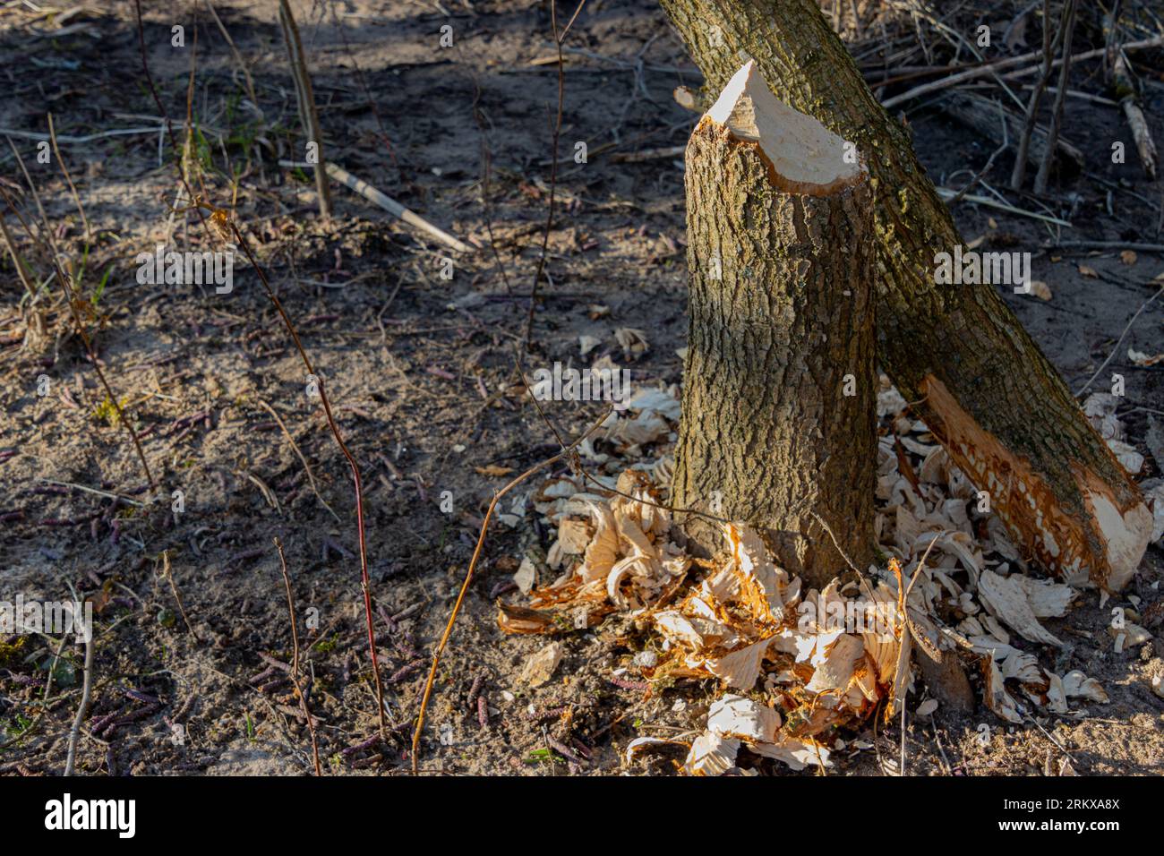 Tree trunk damaged by a beaver Stock Photo