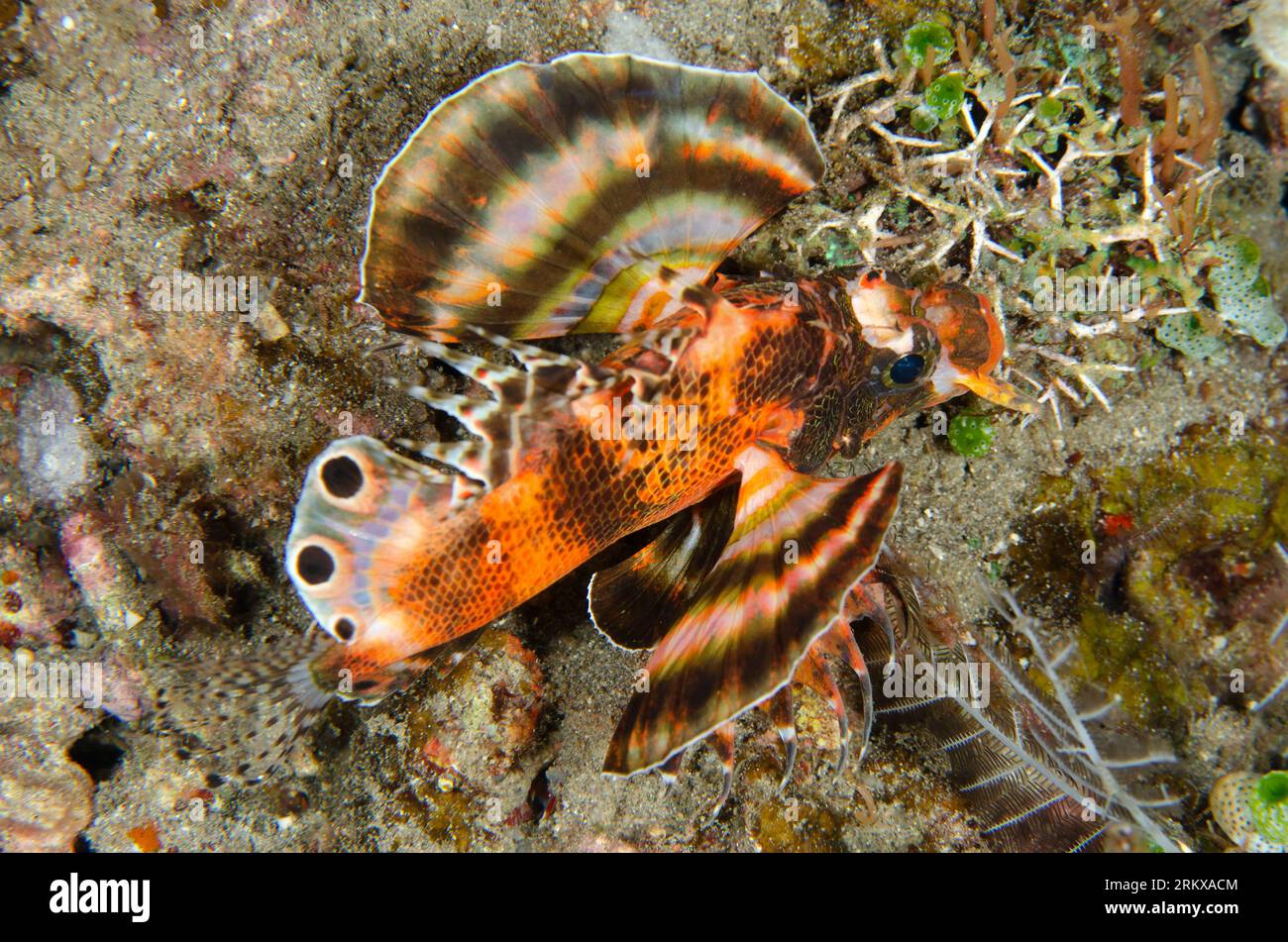 Twinspot Lionfish, Dendrochirus biocellatus, night dive, Pyramids dive site, Amed, Karangasem, Bali, Indonesia Stock Photo