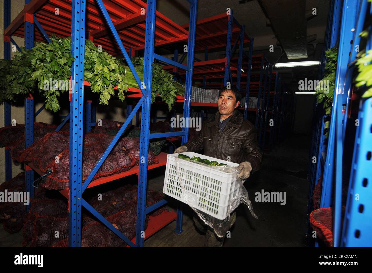 Bildnummer: 58929369  Datum: 11.12.2012  Copyright: imago/Xinhua TAIYUAN, Dec. 11, 2012 - A villager carries a box of fresh vegetable for sale in Jingadao Village of Changzhi County, north China s Shanxi Province, Dec. 11, 2012. Jingadao Village of Changzhi County has formed a recycling economy. Villagers here use marsh gas as fuel after fermenting pig excrement, adopt clean sewage disposal system, produce natural fertilizer with animal excrement and plant green vegetables. (Xinhua/Yan Yan) (lfj) SHANXI-CHANGZHI-ENVIRONMENTAL FRIENDLY VILLAGE (CN) PUBLICATIONxNOTxINxCHN Wirtschaft Landwirtscha Stock Photo