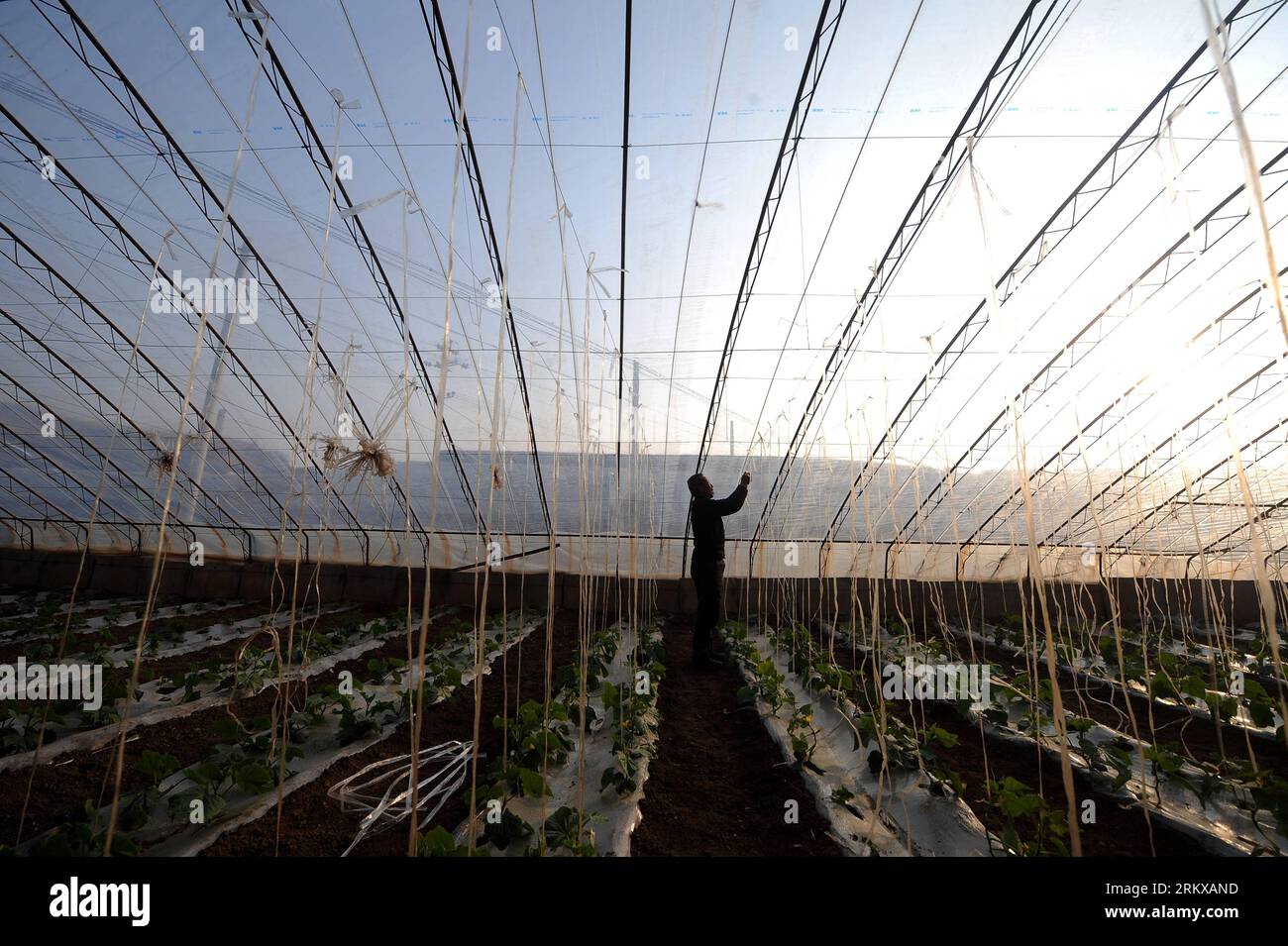 Bildnummer: 58929364  Datum: 11.12.2012  Copyright: imago/Xinhua TAIYUAN, Dec. 11, 2012 - A villager works in a greenhouse in Jingadao Village of Changzhi County, north China s Shanxi Province, Dec. 11, 2012. Jingadao Village of Changzhi County has formed a recycling economy. Villagers here use marsh gas as fuel after fermenting pig excrement, adopt clean sewage disposal system, produce natural fertilizer with animal excrement and plant green vegetables. (Xinhua/Yan Yan) (lfj) SHANXI-CHANGZHI-ENVIRONMENTAL FRIENDLY VILLAGE (CN) PUBLICATIONxNOTxINxCHN Wirtschaft Landwirtschaft Gewächshaus Gemüs Stock Photo