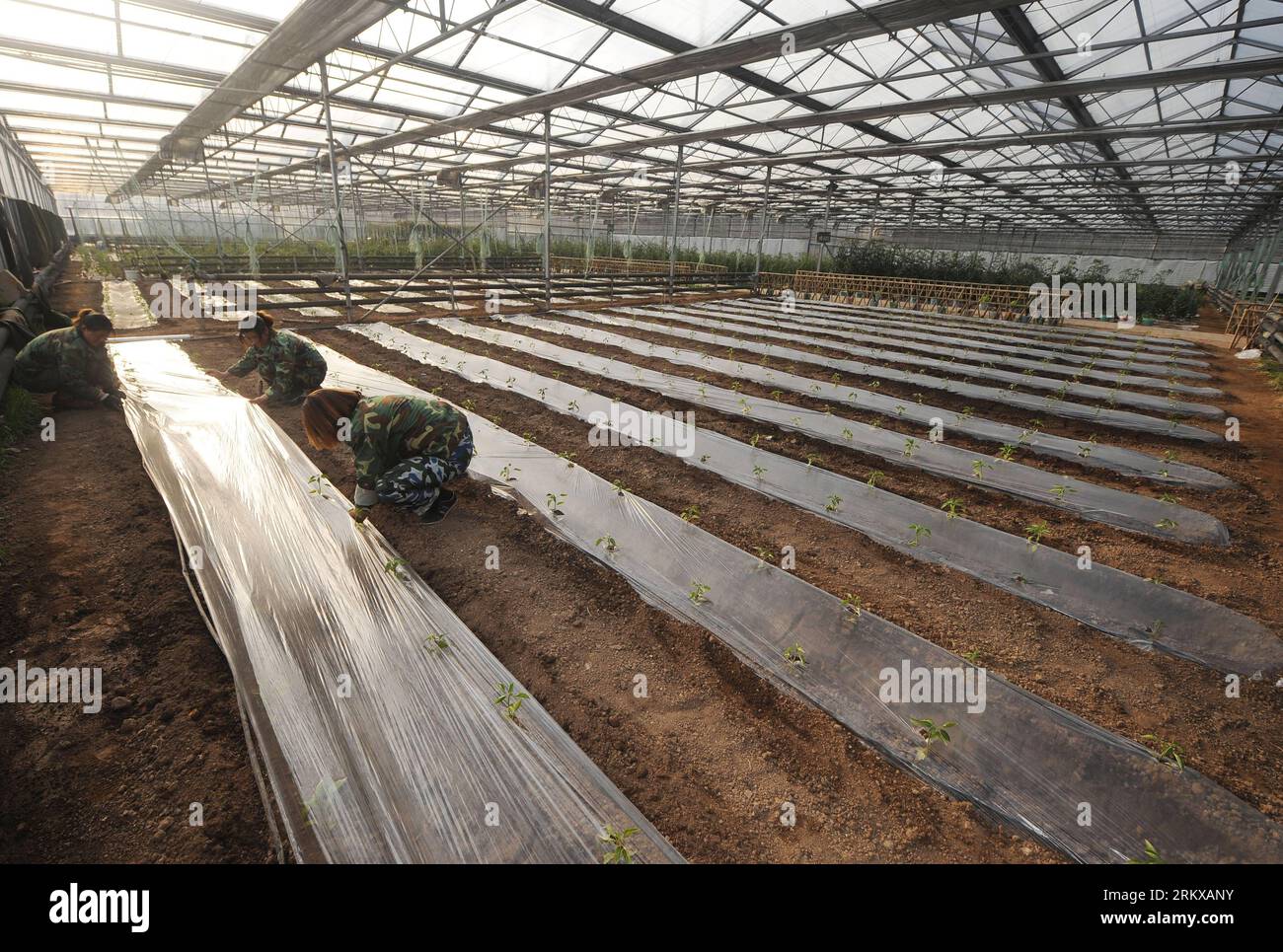 Bildnummer: 58929363  Datum: 11.12.2012  Copyright: imago/Xinhua TAIYUAN, Dec. 11, 2012 - Villagers plant vegetables in a greenhouse in Jingadao Village of Changzhi County, north China s Shanxi Province, Dec. 11, 2012. Jingadao Village of Changzhi County has formed a recycling economy. Villagers here use marsh gas as fuel after fermenting pig excrement, adopt clean sewage disposal system, produce natural fertilizer with animal excrement and plant green vegetables. (Xinhua/Yan Yan) (lfj) SHANXI-CHANGZHI-ENVIRONMENTAL FRIENDLY VILLAGE (CN) PUBLICATIONxNOTxINxCHN Wirtschaft Landwirtschaft Gewächs Stock Photo