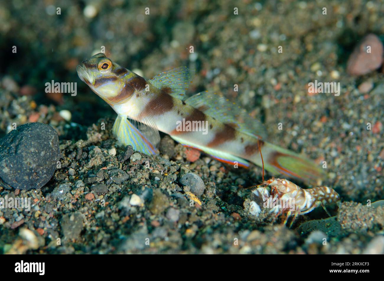 Slantbar Shrimpgoby, Amblyeleotris diagonalis, with Tiger Snapping Shrimp, Alpheus bellulus, cleaning hole entrance on sand, Ghost Bay dive site,Amed, Stock Photo