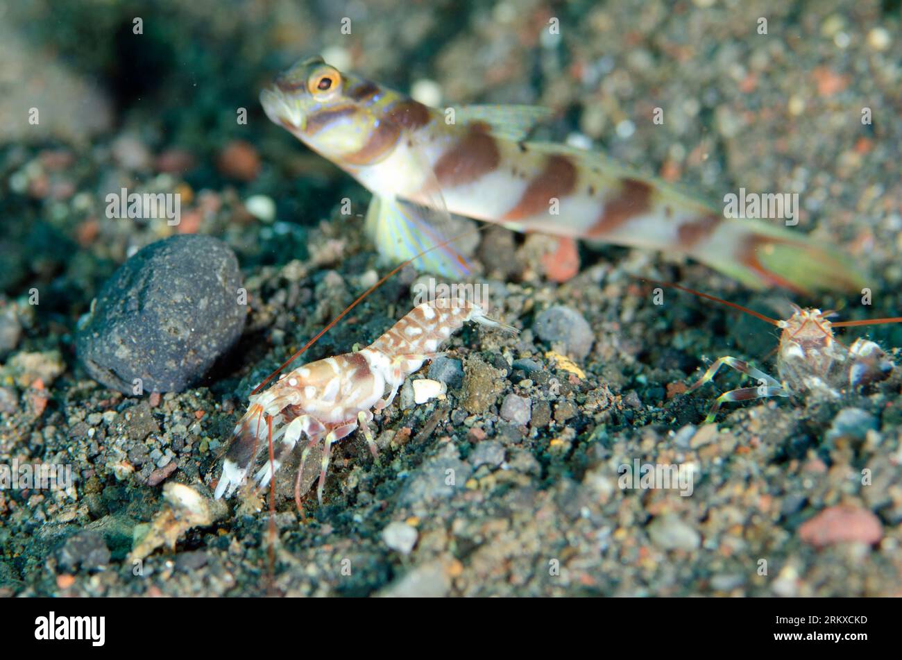 Slantbar Shrimpgoby, Amblyeleotris diagonalis, with Tiger Snapping Shrimp, Alpheus bellulus, cleaning hole entrance on sand, Ghost Bay dive site, Amed Stock Photo