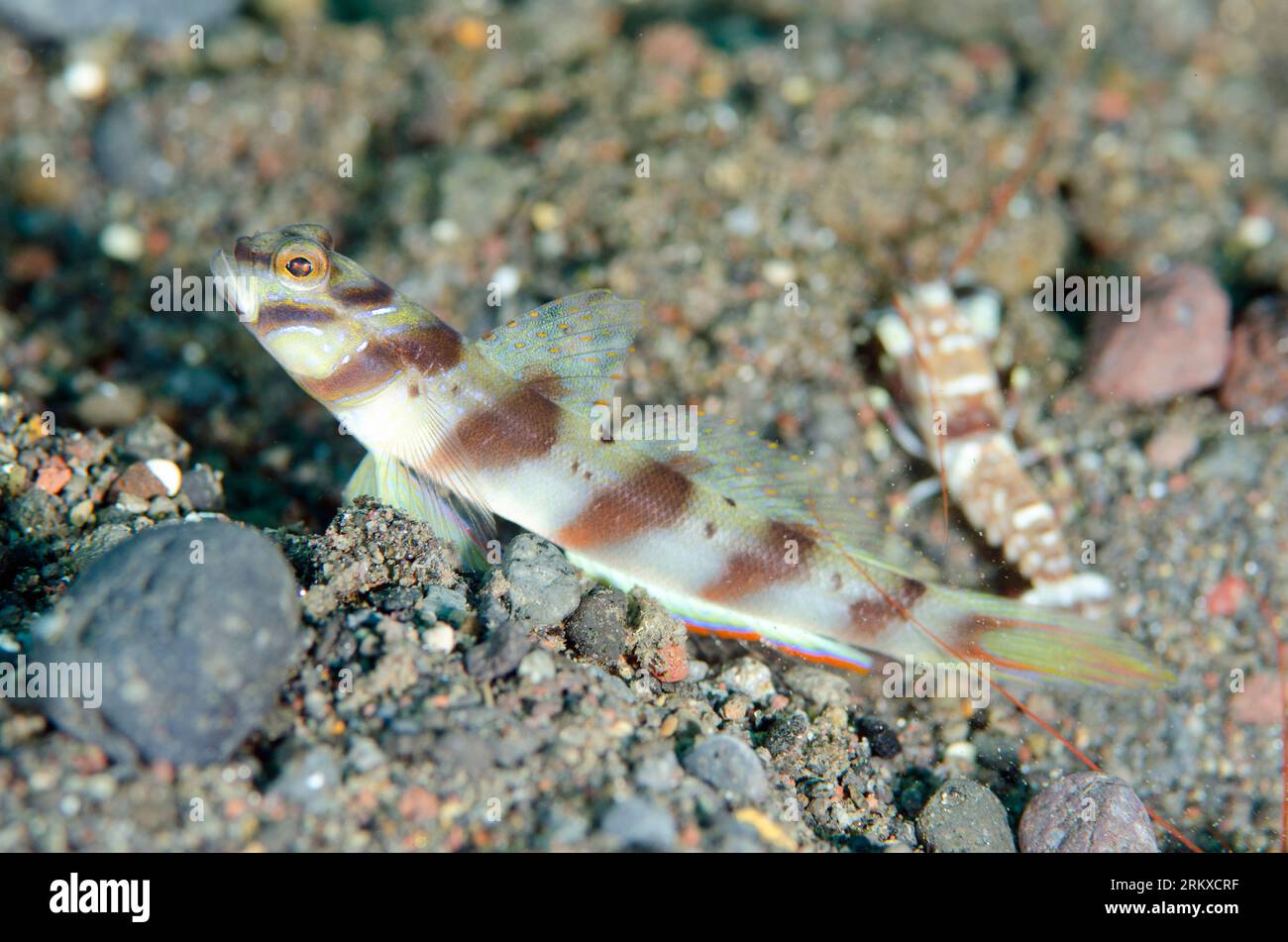 Slantbar Shrimpgoby, Amblyeleotris diagonalis, with Tiger Snapping Shrimp, Alpheus bellulus, cleaning hole entrance on sand, Ghost Bay dive site, Amed Stock Photo