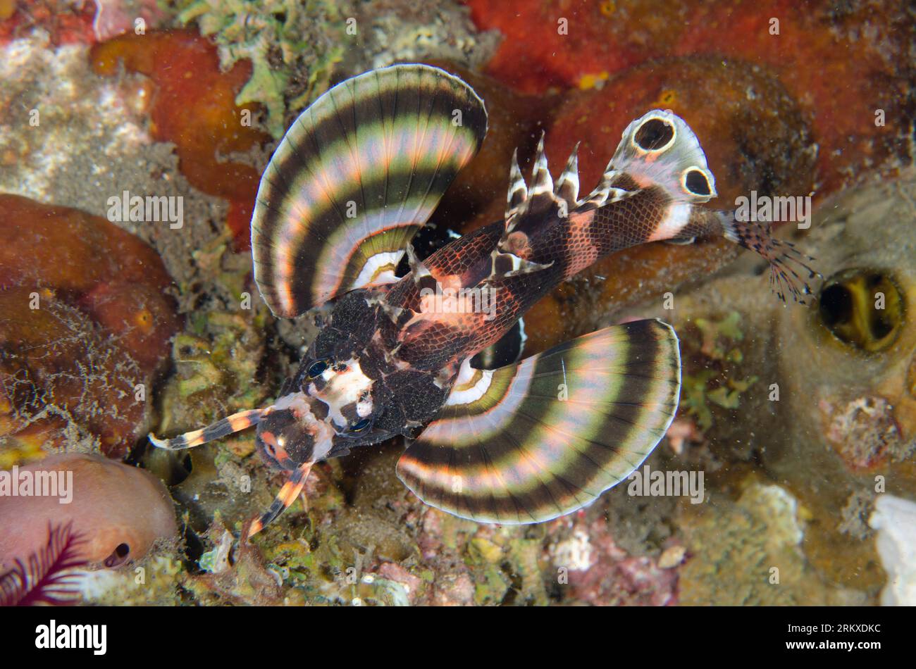 Twinspot Lionfish, Dendrochirus biocellatus, night dive, Melasti dive site, Amed, Karangasem, Bali, Indonesia Stock Photo