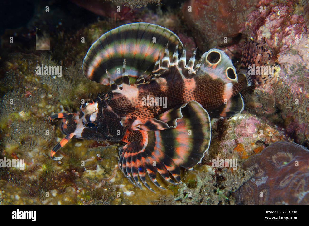 Twinspot Lionfish, Dendrochirus biocellatus, night dive, Melasti dive site, Amed, Karangasem, Bali, Indonesia Stock Photo