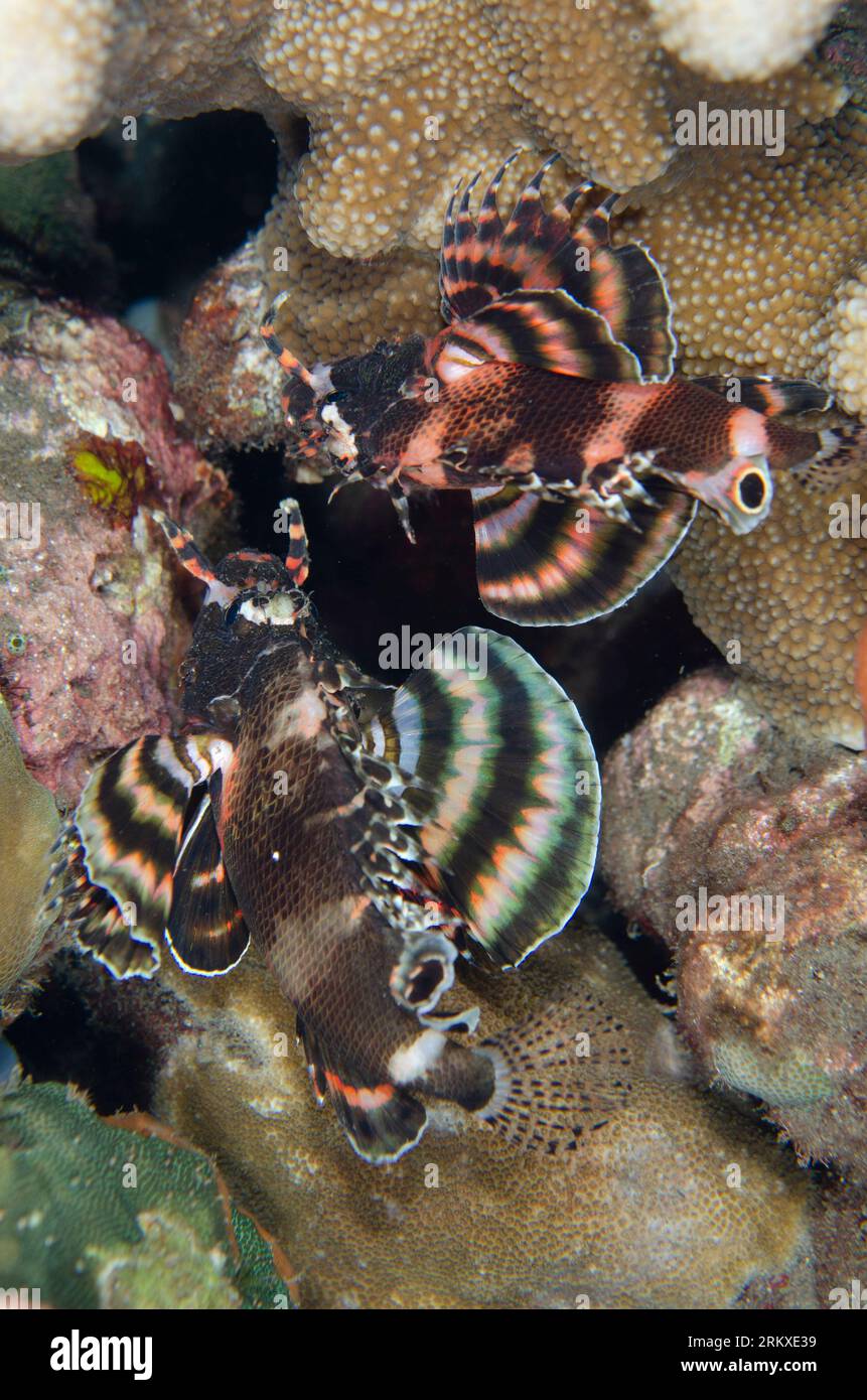 Pair of Twinspot Lionfish, Dendrochirus biocellatus, night dive, Melasti dive site, Amed, Karangasem, Bali, Indonesia Stock Photo