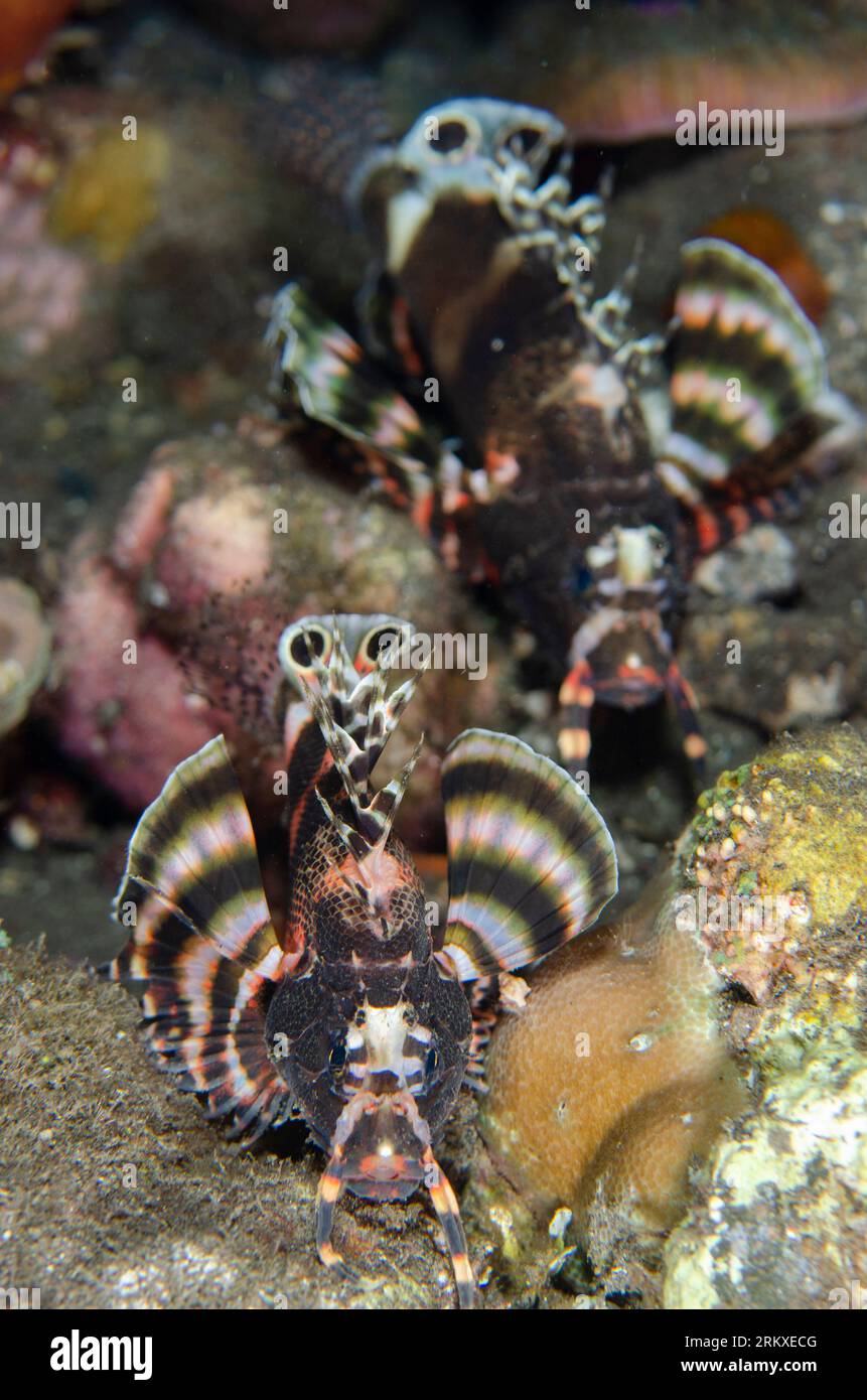 Pair of Twinspot Lionfish, Dendrochirus biocellatus, night dive, Melasti dive site, Amed, Karangasem, Bali, Indonesia Stock Photo