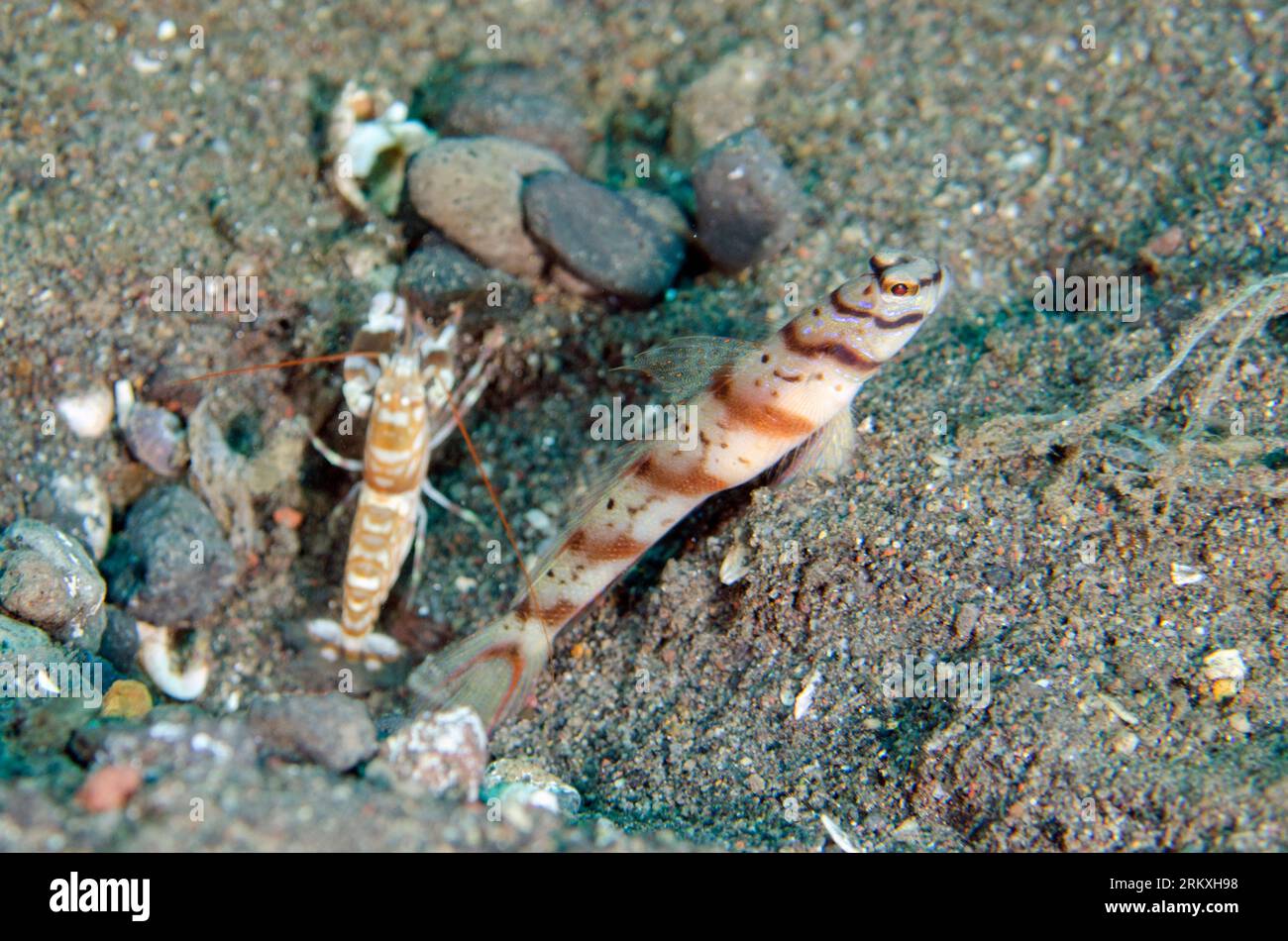 Slantbar Shrimpgoby, Amblyeleotris diagonalis, with Snapping Shrimp, Alpheus sp, Secret Place dive site, Amed, Karangasem, Bali, Indonesia Stock Photo