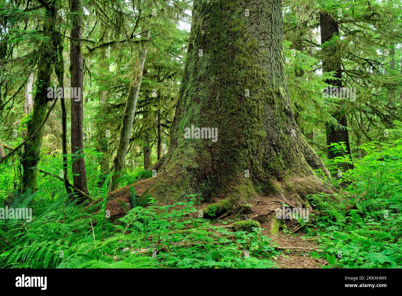 A big Sitka spruce tree on a trail at Nahwitti Lake, Northern Vancouver Island, BC, Canada. Stock Photo