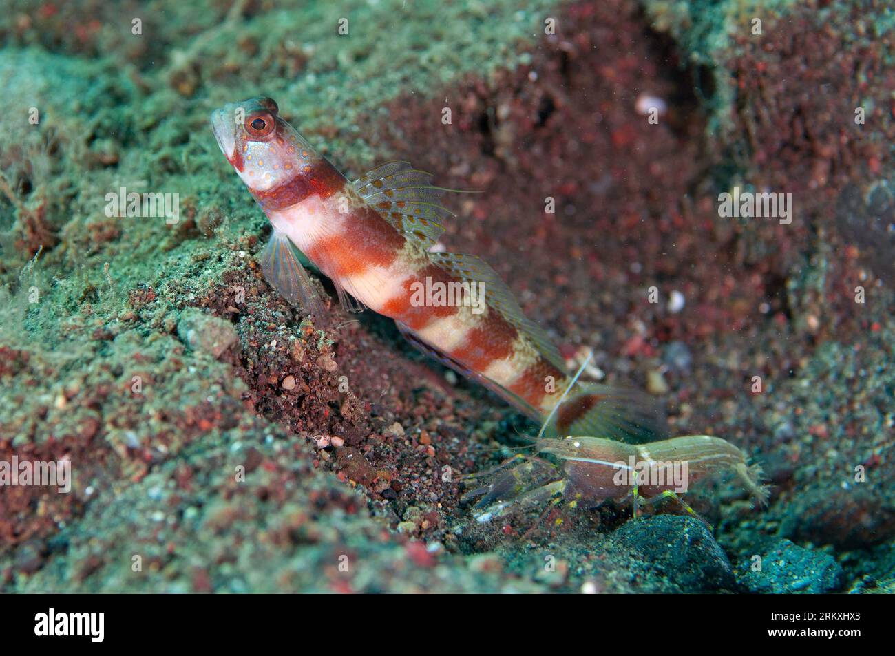 Blotchy Shrimpgoby, Amblyeleotris periophthalma, with Snapping Shrimp, Alpheus sp, Melasti dive site, Amed, Karangasem, Bali, Indonesia Stock Photo