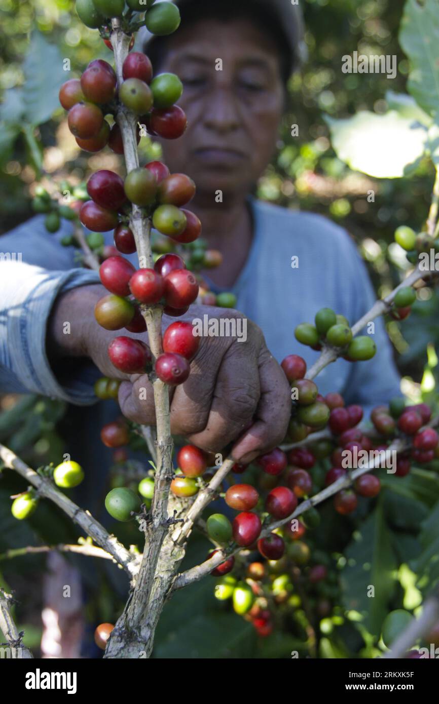 Bildnummer: 58966774  Datum: 05.01.2013  Copyright: imago/Xinhua (130105) -- AHUACHAPAN, Jan. 5, 2013 (Xinhua) -- A farmer collects coffee beans in a crop field at Concepcion de Ataco, Ahuachapan, El Salvador, on Jan. 5, 2013. El Salvador exports 90 percent of its coffee production across the globe. (Xinhua/Oscar Rivera) EL SALVADOR-AHUACHAPAN-COFFEE PUBLICATIONxNOTxINxCHN Wirtschaft Landwirtschaft Kaffe Herstellung Kaffeefabrik Fabrik x0x xmb 2013 hoch      58966774 Date 05 01 2013 Copyright Imago XINHUA   Jan 5 2013 XINHUA a Farmer Collect Coffee Beans in a Crop Field AT Concepcion de Ataco Stock Photo