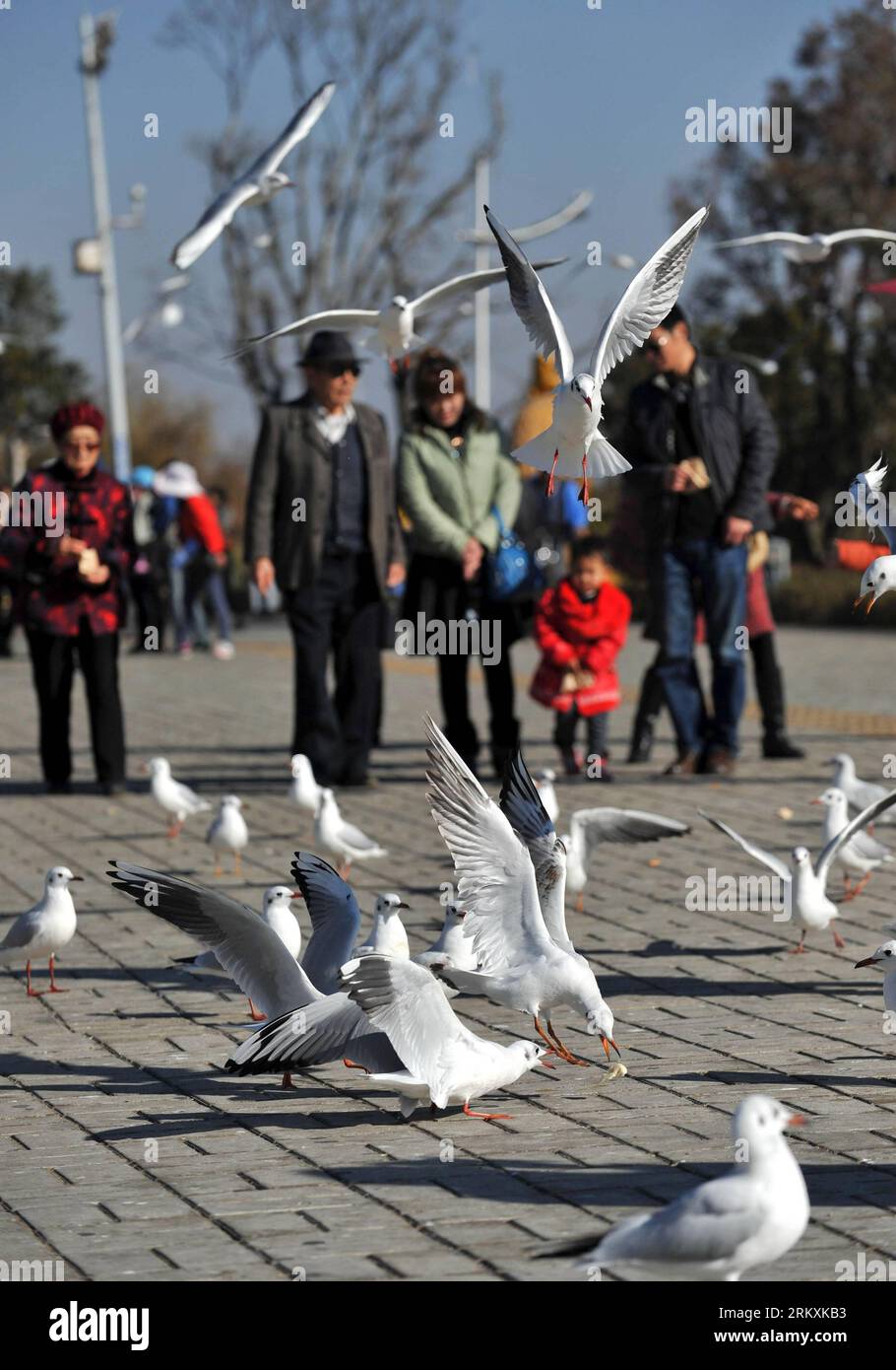 Bildnummer: 58966962  Datum: 06.01.2013  Copyright: imago/Xinhua (130106) -- KUNMING, Jan. 6, 2013 (Xinhua) -- Citizens play with black-headed gulls on Caohai Levee of Dianchi Lake in Kunming, capital of southwest China s Yunnan Province, Jan. 6. More than 35,000 black-headed gulls chose to spend winter in Kunming this year thanks to comfortable ecological environment in the city. (Xinhua/Lin Yiguang) (lh) (lfj) CHINA-YUNNAN-KUNMING-BLACK-HEADED GULLS (CN) PUBLICATIONxNOTxINxCHN Gesellschaft Vogel Möwe x0x xmb 2013 hoch      58966962 Date 06 01 2013 Copyright Imago XINHUA  Kunming Jan 6 2013 X Stock Photo