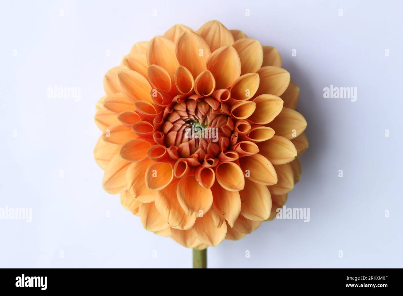 single bright orange dahlia flower on white background Stock Photo
