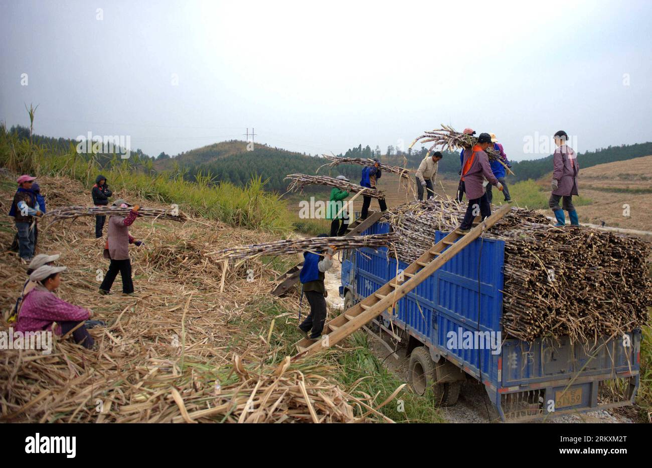 Bildnummer: 58974553  Datum: 08.01.2013  Copyright: imago/Xinhua (130108) -- RONGSHUI, Jan. 8, 2013 (Xinhua) -- Farmers load sugarcanes onto the truck in Rongshui Town of Rongshui County, southwest China s Guangxi Zhuang Autonomous Region, Jan. 8, 2013. Cold weather has caused damages to sugarcanes in Guangxi over the past days. Farmers are harvesting sugarcanes to avoid further losses. Weather forecast has showed that a fairly strong cold wave will hit the region on Jan. 9-12. (Xinhua/Zhang Ailin) (jm) CHINA-GUANGXI-RONGSHUI-COLD WEATHER-SUGARCANE HARVEST (CN) PUBLICATIONxNOTxINxCHN Gesellsch Stock Photo