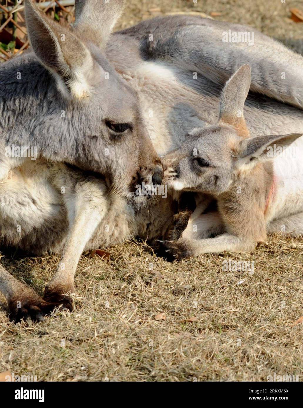 Kanguru baby hi res stock photography and images Alamy