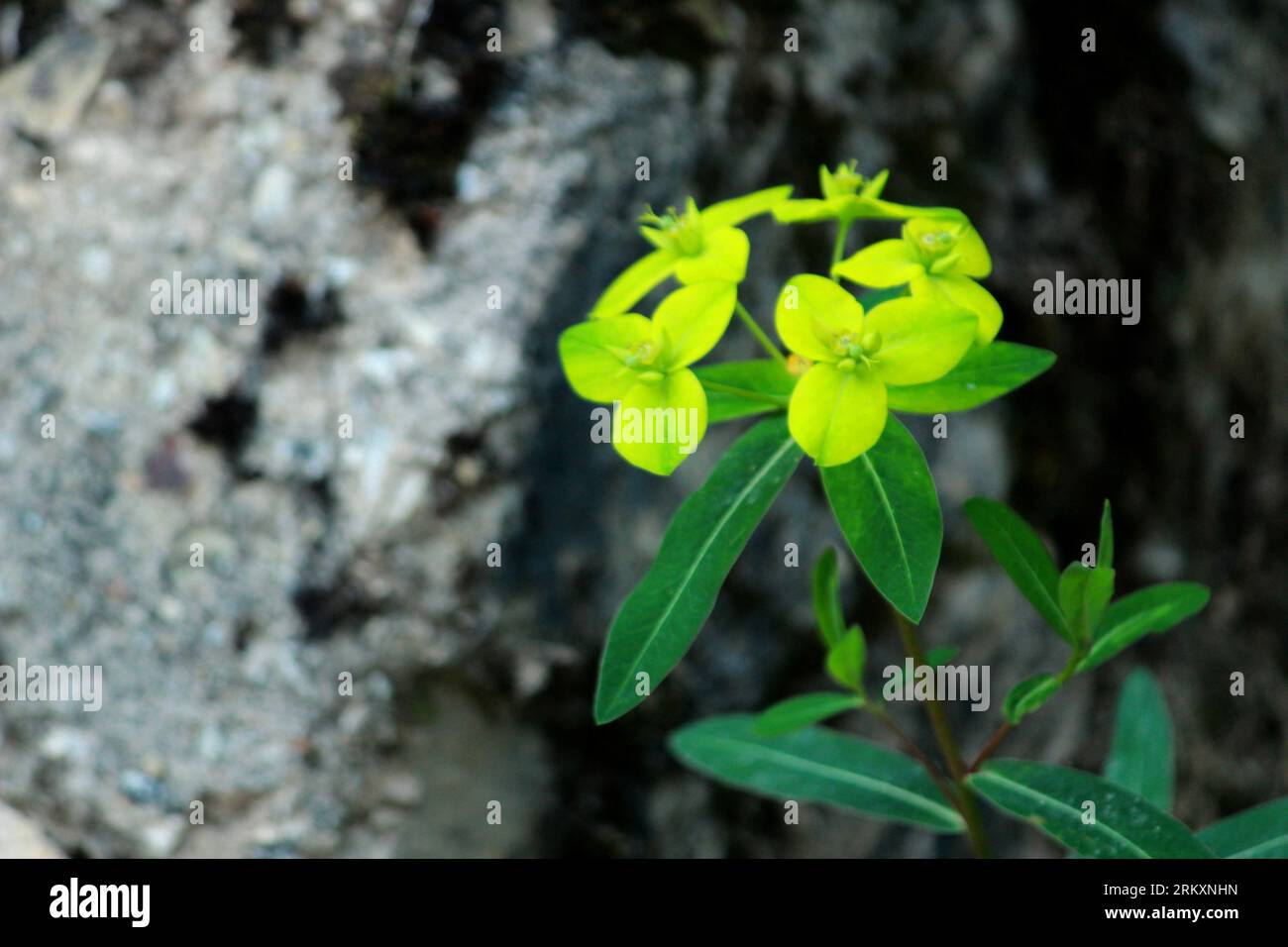 Rare Himalayan flower Pedicularis Hoffmeisteri with other himalayan flowers . Green landscape during monsoon trek to Valley of Flowers National Park i Stock Photo