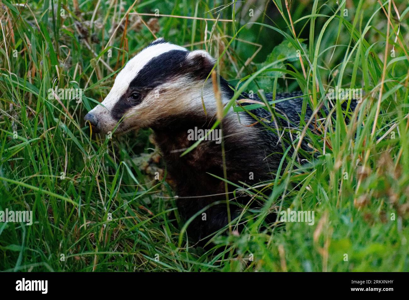 European Badger (Meles meles) Adult in long grass looking. Stock Photo
