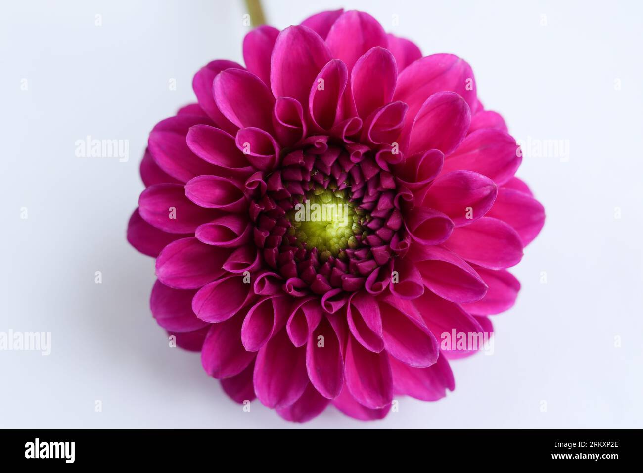 beautiful pink dahlia flower on white background Stock Photo - Alamy