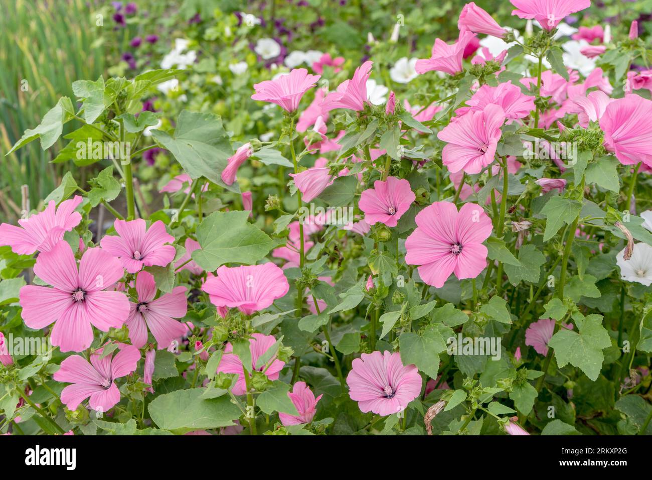 Detail shot of pink flowering mallow plants in the garden Stock Photo