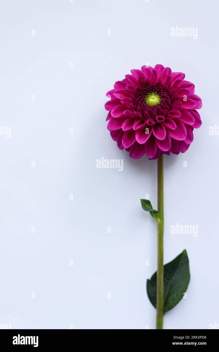 Pink organic dahlia hi-res stock photography and images - Alamy