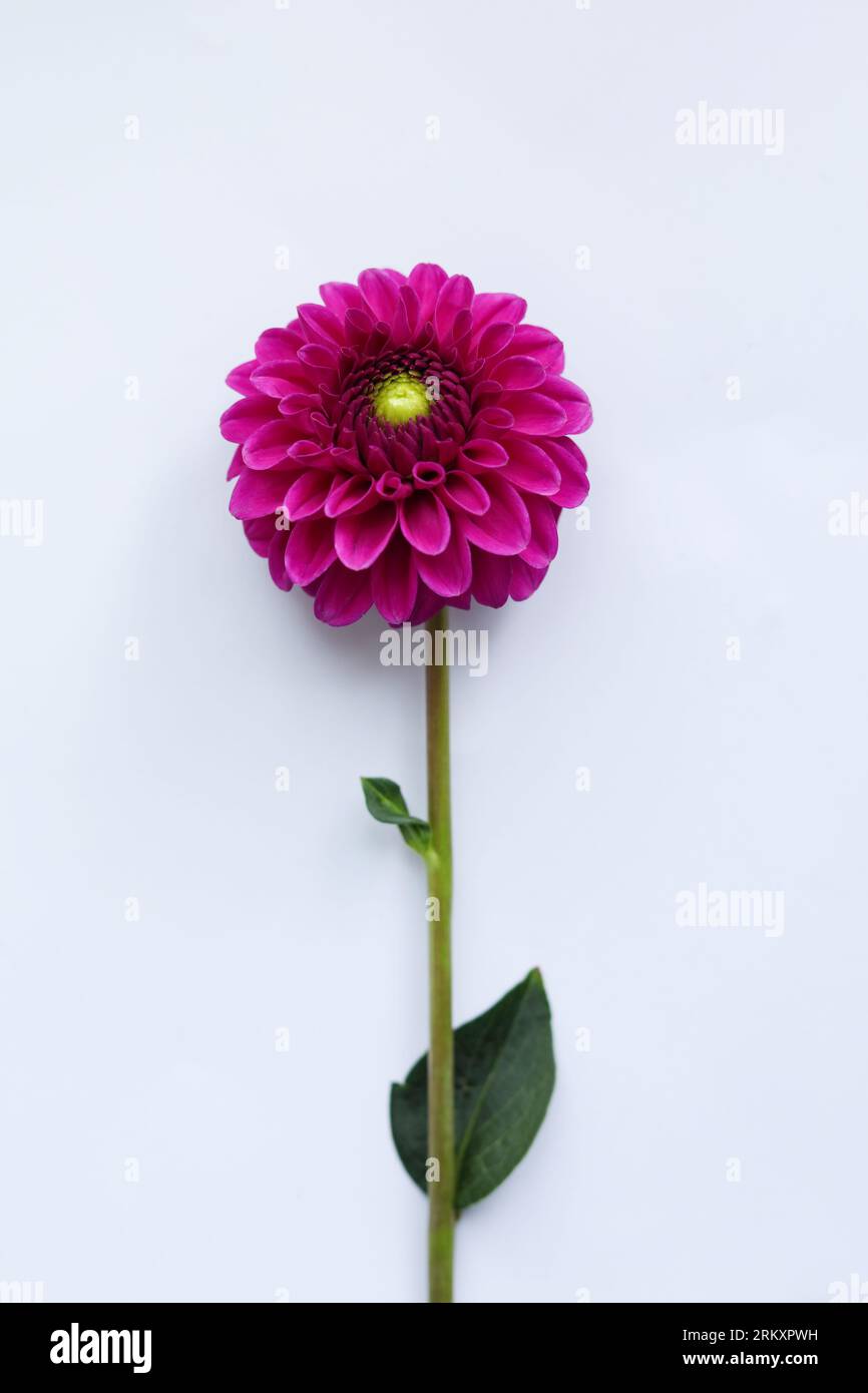beautiful pink dahlia flower on white background Stock Photo - Alamy