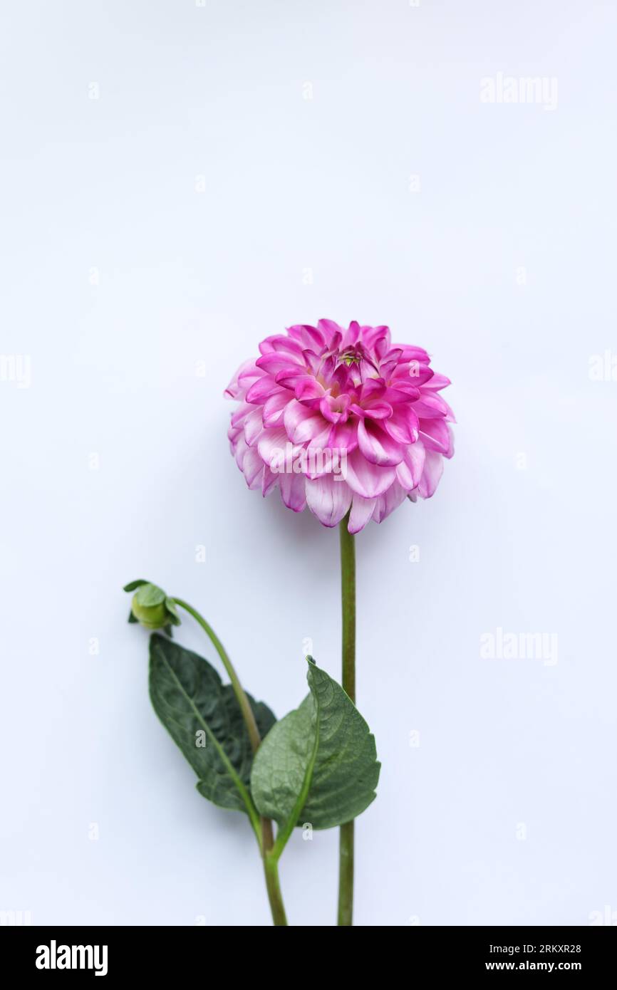beautiful pink dahlia flower on white background Stock Photo - Alamy
