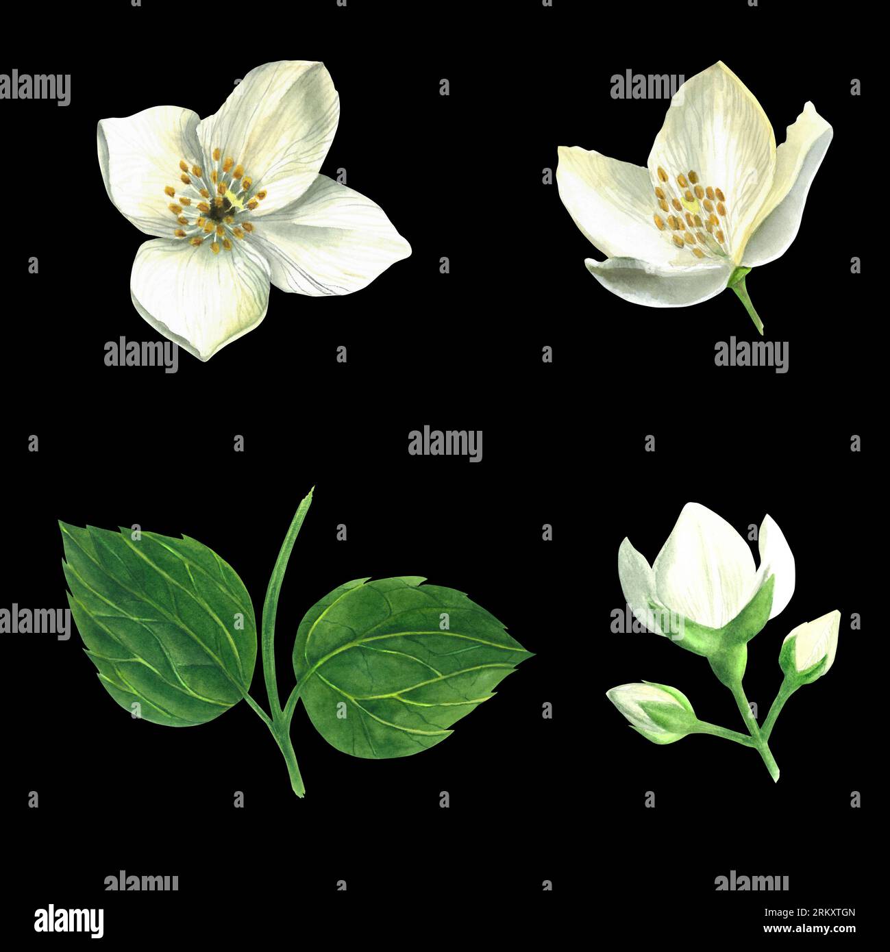 Set of watercolor illustrations - leaves and flowers of a shrub of the genus Hydrangea mock orange isolated on a black background made by hand Stock Photo