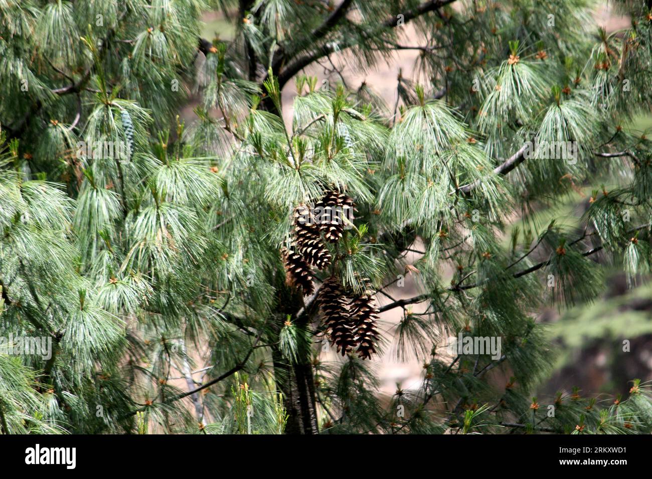 Selective focus pine branch hi-res stock photography and images - Alamy