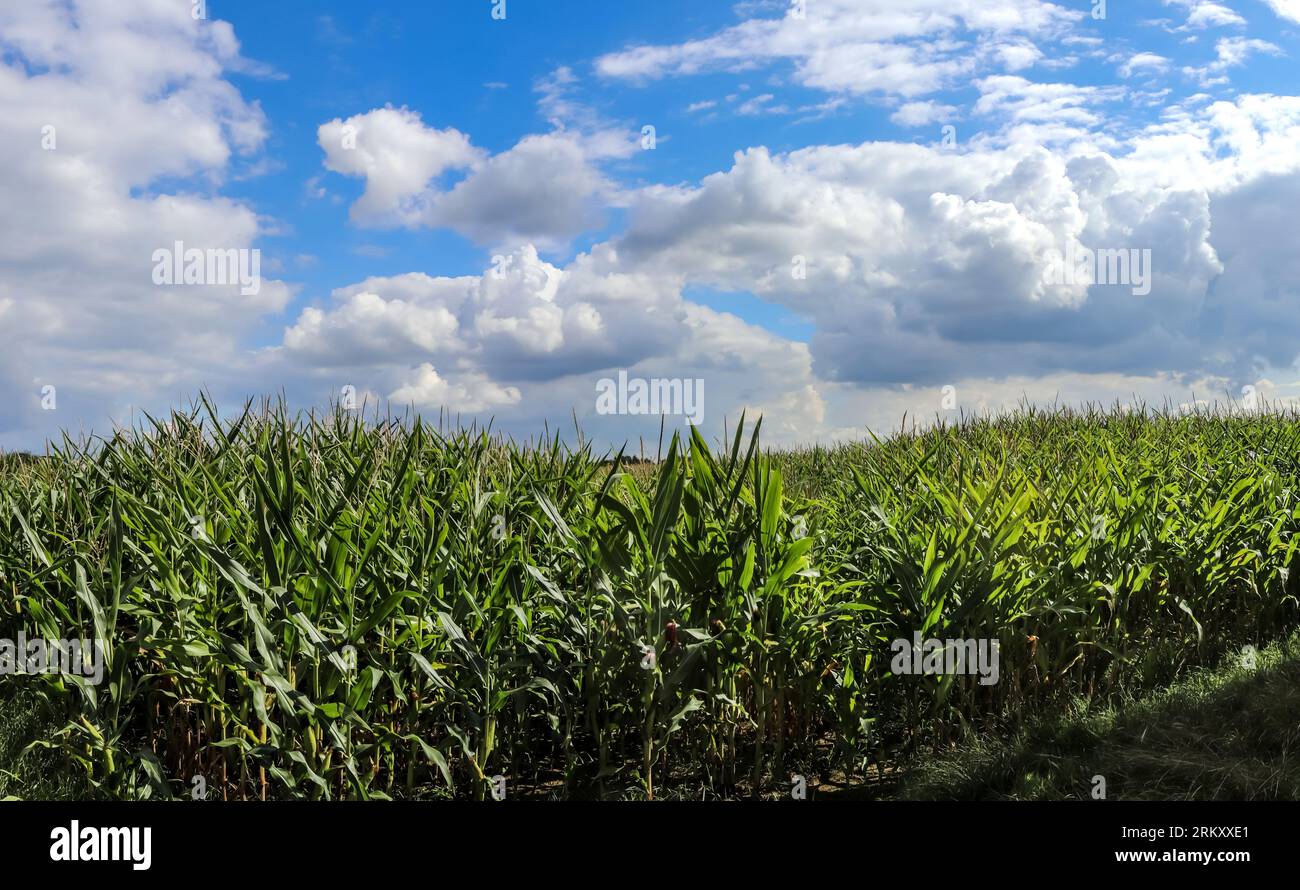 Beautiful Close Up View At Green Corn Plants On A Field With A Blue Sky ...