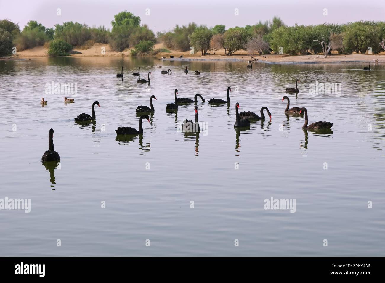 View of manmade lake with black swans at Al Qudra Lakes in Al Marmoom Desert Conservation Reserve. Love Lake, Dubai,UAE Stock Photo