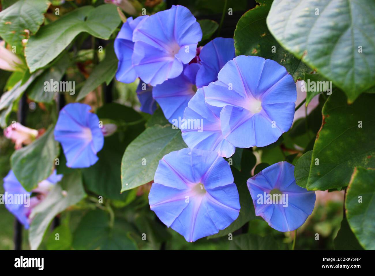 Ipomoea tricolor, the Mexican morning glory or just morning glory, is a species of flowering plant in the family Convolvulaceae,. High quality photo Stock Photo