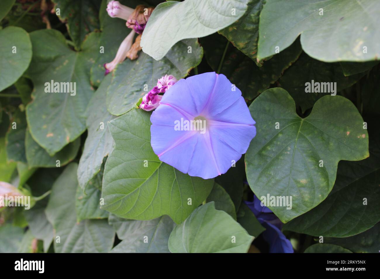 Ipomoea tricolor, the Mexican morning glory or just morning glory, is a species of flowering plant in the family Convolvulaceae,. High quality photo Stock Photo