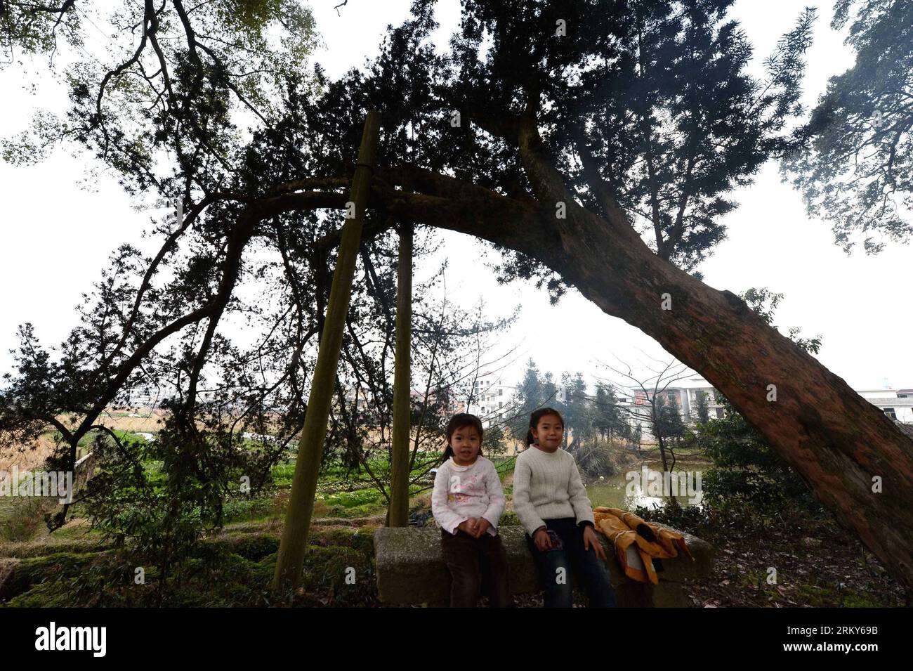 Bildnummer: 59155618  Datum: 30.01.2013  Copyright: imago/Xinhua YIFENG, Jan. 30, 2013 -  Two children sit under an old podocarpus tree in Fuxi Village in Yifeng County, east China s Jiangxi Province, Jan. 30, 2013. The old tree corridor consisting of over 100 ancient trees was established in the early Song Dynasty (960-1279) in the village and was well-conserved until now. Some of the trees aged more than 1,000 years. (Xinhua/Song Zhenping) (zc) CHINA-JIANGXI-YIFENG-OLD TREE CORRIDOR (CN) PUBLICATIONxNOTxINxCHN Gesellschaft Park Baum alt x0x xdd 2013 quer     59155618 Date 30 01 2013 Copyrigh Stock Photo